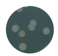 YEAST EXTRACT AGAR FOR MICROBIOLOGY (35
